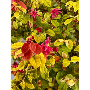 Loropetalum chinense 'Ming Dynasty'