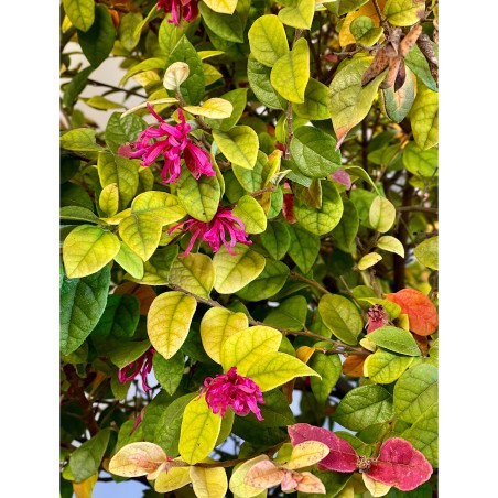 Loropetalum chinense 'Ming Dynasty'