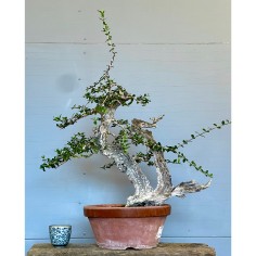 Olivo Silvestre -OS3-