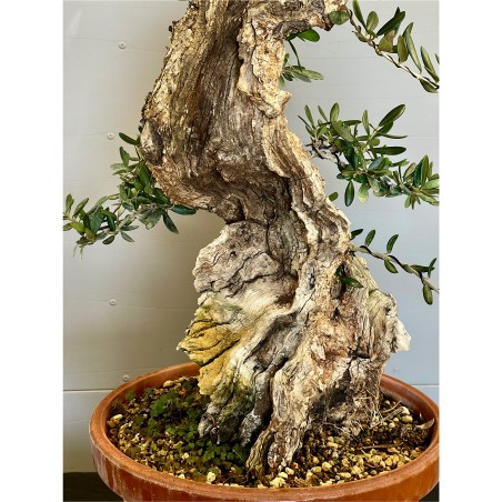 Olivo Silvestre -OS4-