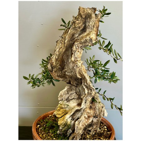 Olivo Silvestre -OS4-