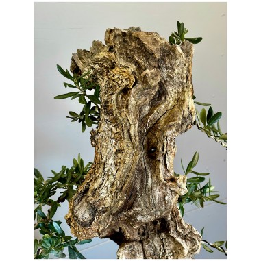 Olivo Silvestre -OS4-