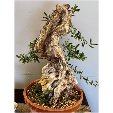 Olivo Silvestre -OS4-