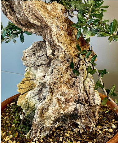 Olivo Silvestre -OS4-