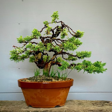 Juniperus Kishu k1