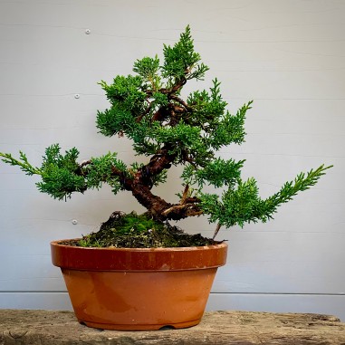 Juniperus Kishu K2