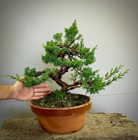 Juniperus Kishu K2