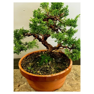 Juniperus Kishu K2