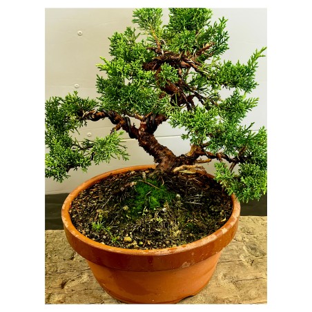 Juniperus Kishu K2