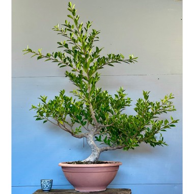 Ficus Retusa FR9