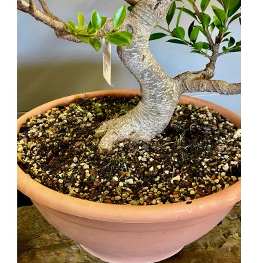 Ficus Retusa FR9