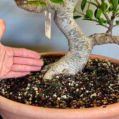 Ficus Retusa FR9