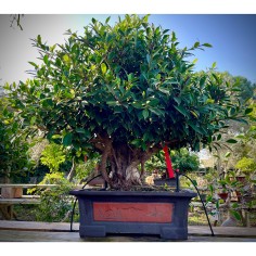 Ficus VIP 1