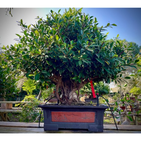 Ficus VIP 1