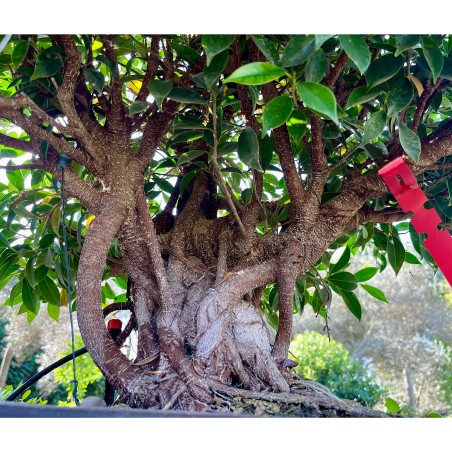 Ficus VIP 1