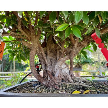 Ficus VIP 1