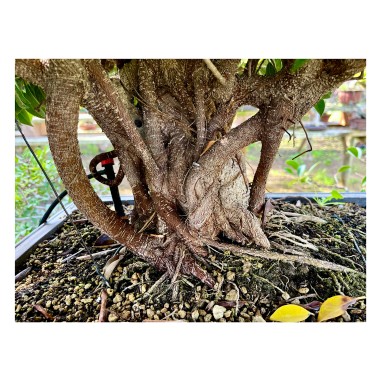 Ficus VIP 1
