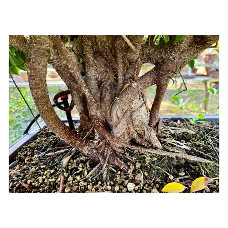 Ficus VIP 1