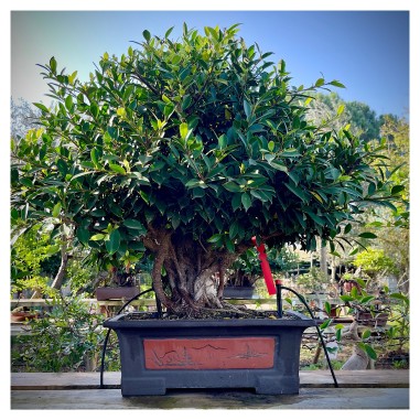 Ficus VIP 1