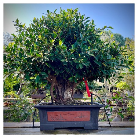 Ficus VIP 1