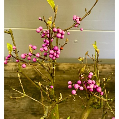 Callicarpa Japonica CJ3