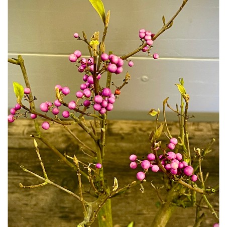Callicarpa Japonica CJ3