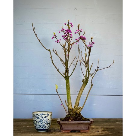 Callicarpa Japonica CJ3