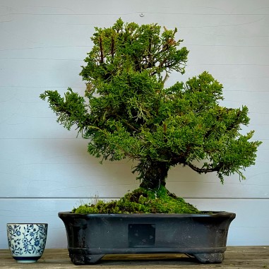 Juniperus Itoigawa JCI4