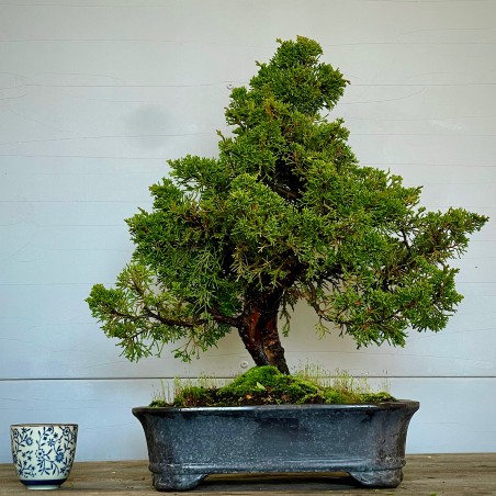 Juniperus Itoigawa JCI6
