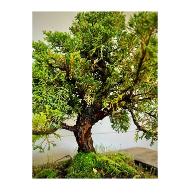 Juniperus Itoigawa JCI6