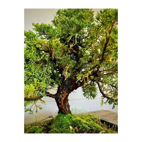 Juniperus Itoigawa JCI6