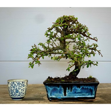 Cotoneaster Coral Beauty C1