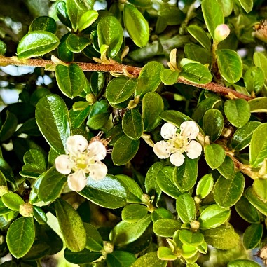 Cotoneaster Coral Beauty C1