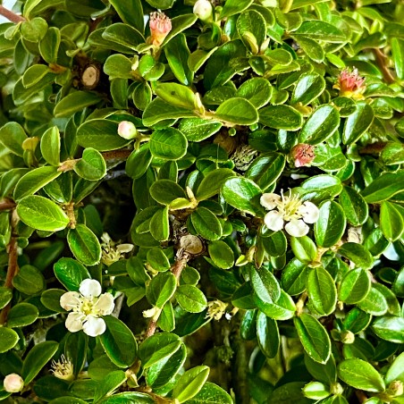 Cotoneaster Coral Beauty C1