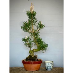 Pino Negro Japones PT4