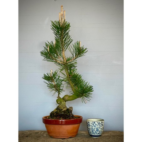 Pino Negro Japones PT4