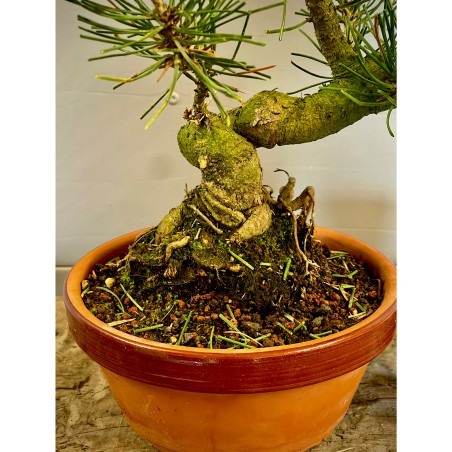 Pino Negro Japones PT4