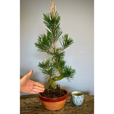 Pino Negro Japones PT4