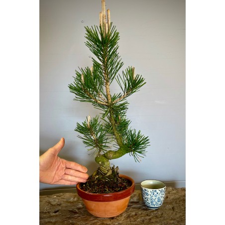 Pino Negro Japones PT4