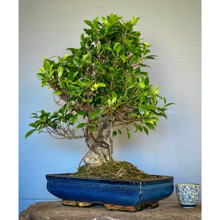 Ficus Tyger Bark FR21