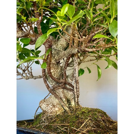 Ficus Tyger Bark FR21
