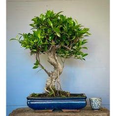 Ficus Tyger Bark FR24