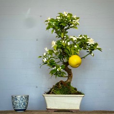 Naranjo Myrtifolia CM1