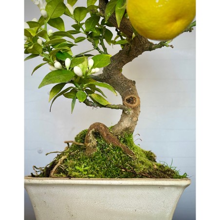 Naranjo Myrtifolia CM1