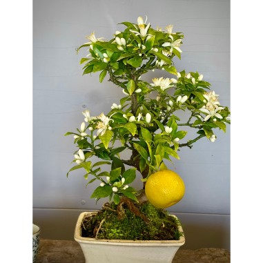 Naranjo Myrtifolia CM1