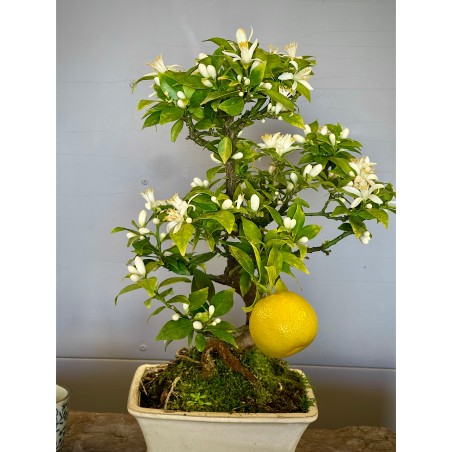 Naranjo Myrtifolia CM1