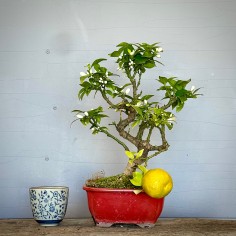 Naranjo Myrtifolia CM2