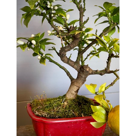 Naranjo Myrtifolia CM2