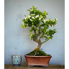 Naranjo Myrtifolia CM3