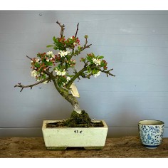 Manzano Sargentii Tina MS2